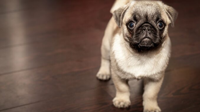 mops-hunderasse-690566_1280 Welche Hunderasse ist geeignet