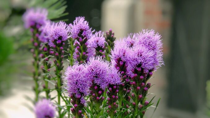 mariendistel-3522134_1280 DIe Mariendistel ist ein natürliches Heilmittel für die Leber