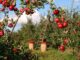 Obstgarten vor Schädlingen schützen