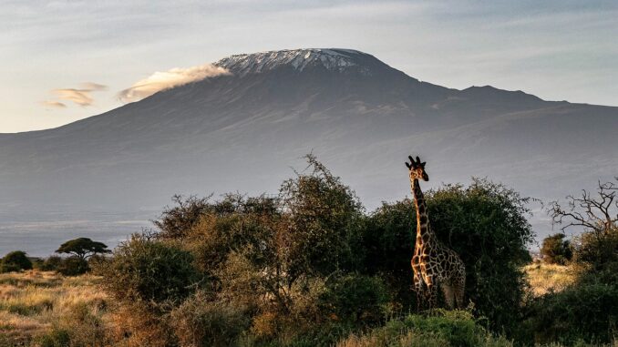 africa-4058720_1280 Kilimandscharo