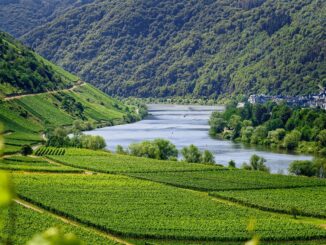 Mosel Wein