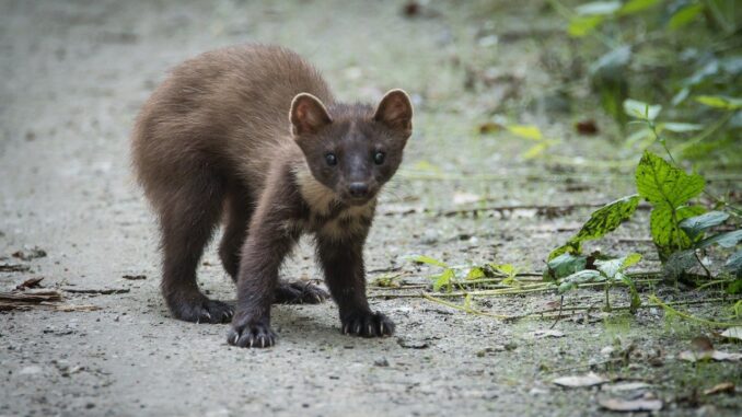 marten-gdf73e1280_1280 Marderschreck