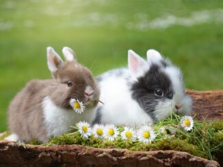 Kaninchen Futter
